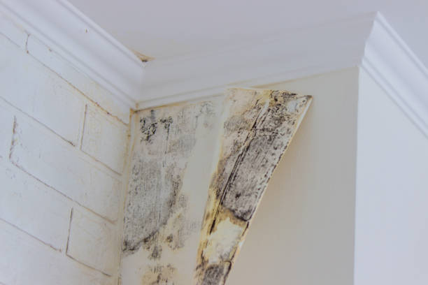 Best Attic Mold Removal  in De Motte, IN